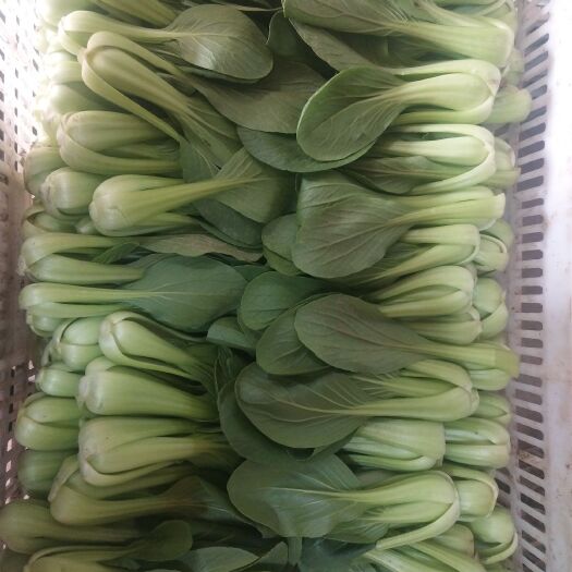 曹县金品28青梗菜 1~2两