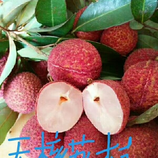 灵山县无核荔枝苗