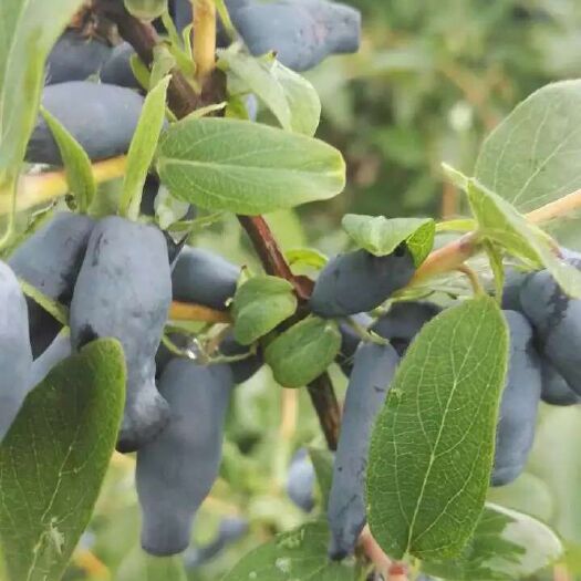 尚志市新品种大果蓝靛果苗，蓝靛果当年结果苗，山茄子苗，占地蓝靛果苗
