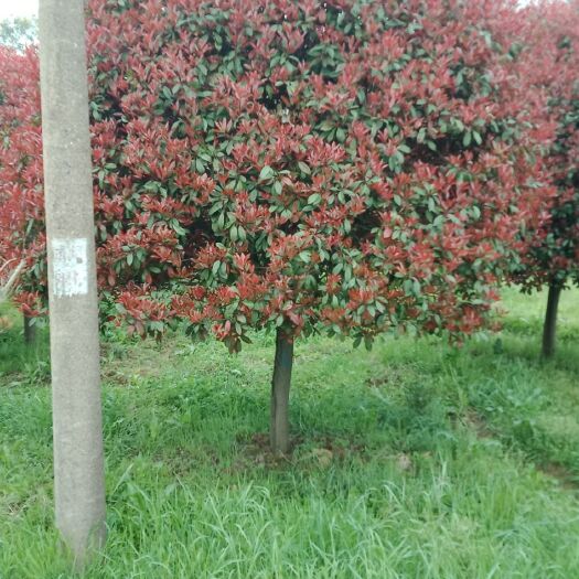 益阳红叶石楠