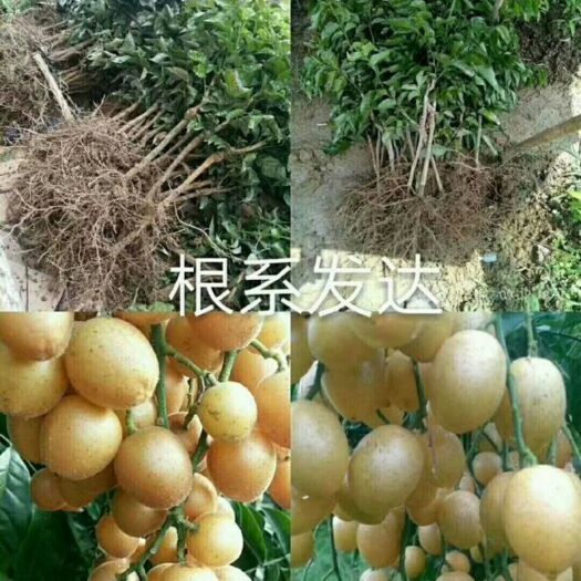 灵山县鸡心黄皮苗 