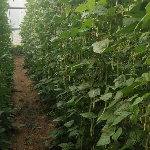 莒县白条豆角 40cm以下