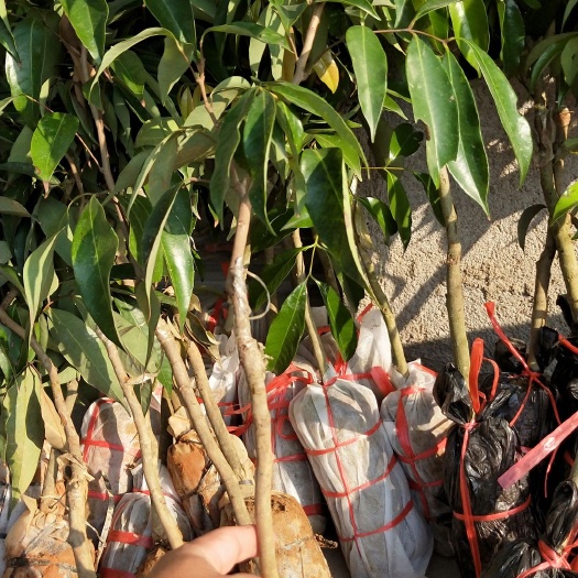 灵山县无核荔枝苗