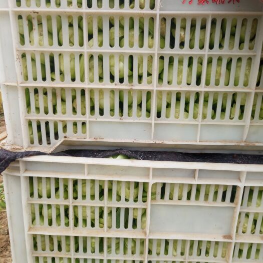 曹县上海青  北方小油菜 1~2两