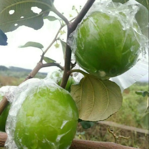 灵山县大青枣苗 