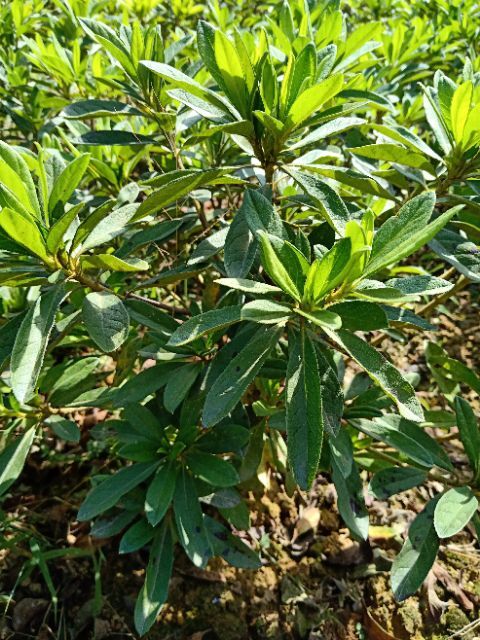 长沙毛鹃 0.5米以下
