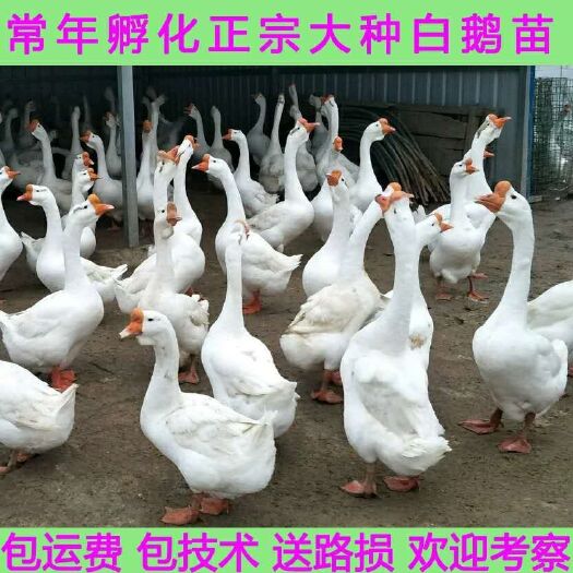 沭阳县 大种鹅苗批发包运输 包防疫 提供技术指导