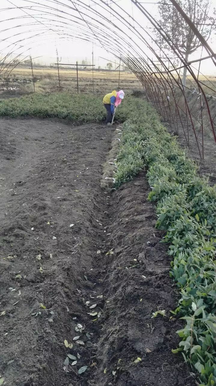 新品种大果蓝靛果苗，蓝靛果当年结果苗，山茄子苗，占地蓝靛果苗