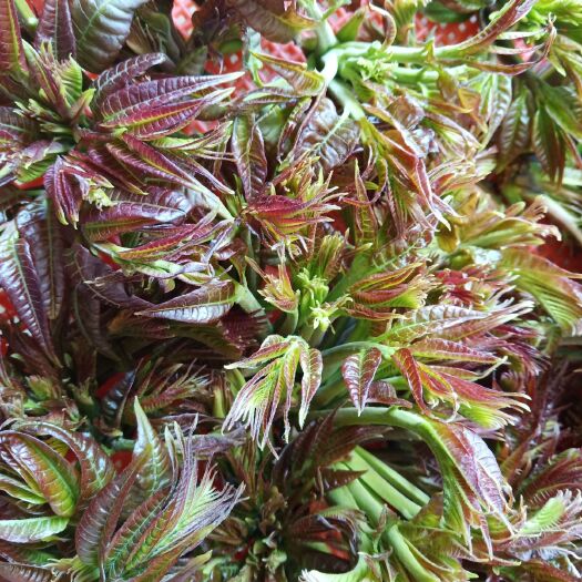 郧西县干香椿芽 6-12个月