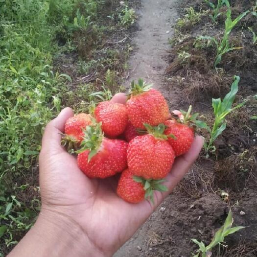 尚志市草莓苗四季草莓苗红颜草莓苗奶香草莓苗抗寒品种。浩海浆果
