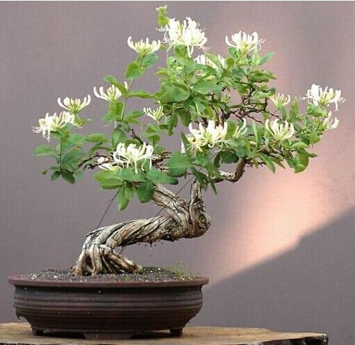 四季金银花