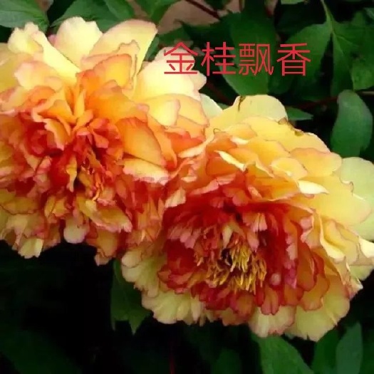 菏泽 购多花牡丹请到大富贵牡丹种植基地菏泽富贵牡丹种植销售有限公司