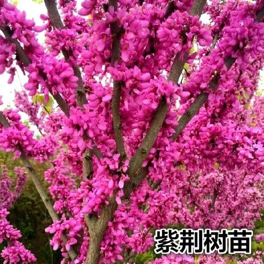 紅花紫荊  觀賞類