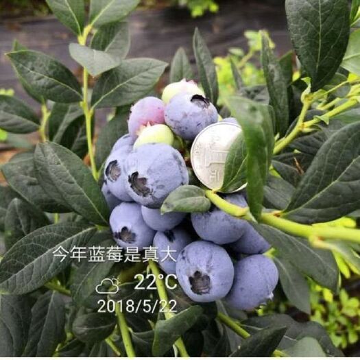 灵山县蓝丰蓝莓苗