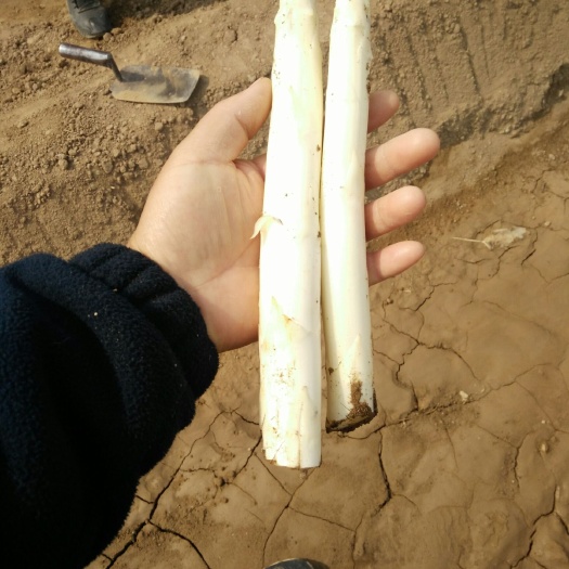 大荔县白芦笋 混装通货