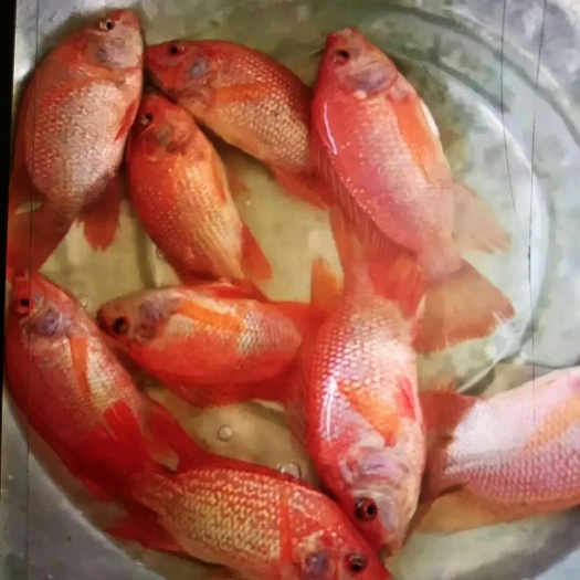 广州红罗非鱼苗  大量现货批发