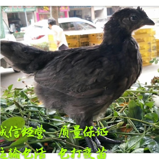 广州绿壳鸡苗 母