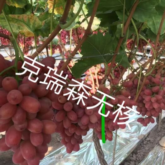 绥中县蓝宝石葡萄苗
