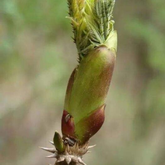 漳县刺老芽 箱装 露天 鲜货