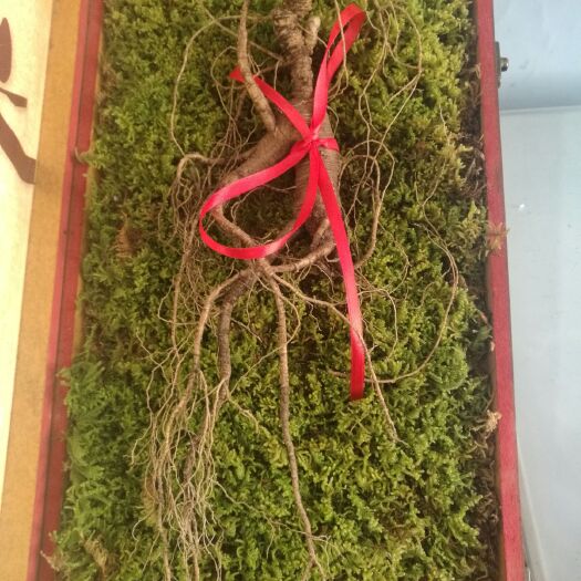 集安市林下参  鲜参