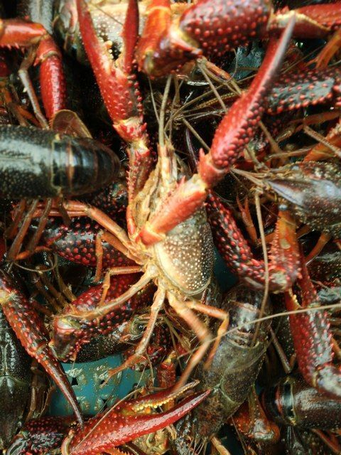 华容县红壳小龙虾 4-6钱 人工养殖