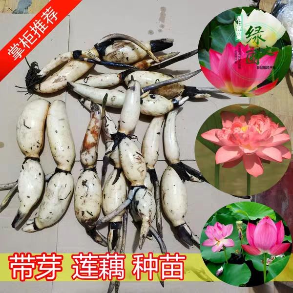沭阳县红花藕藕苗  红花莲藕种苗成活高质量优基地直销花色多