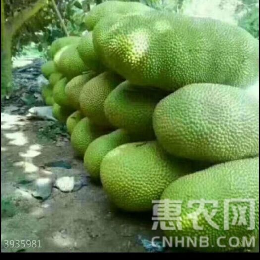 陵水县马来1号 10-15斤