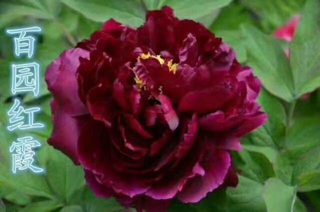 菏泽观赏牡丹 0.5米以下 2cm以下 4cm以下