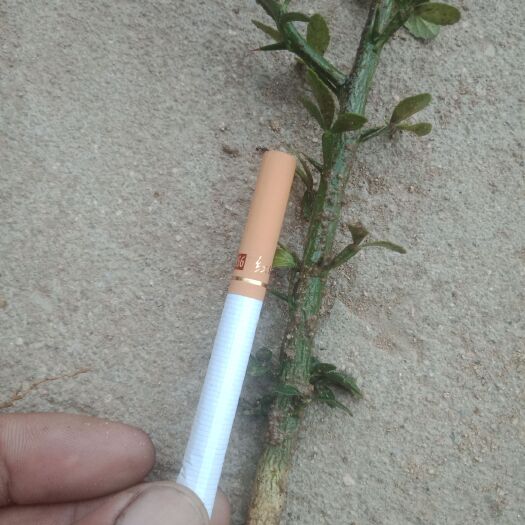 泰安枳壳苗