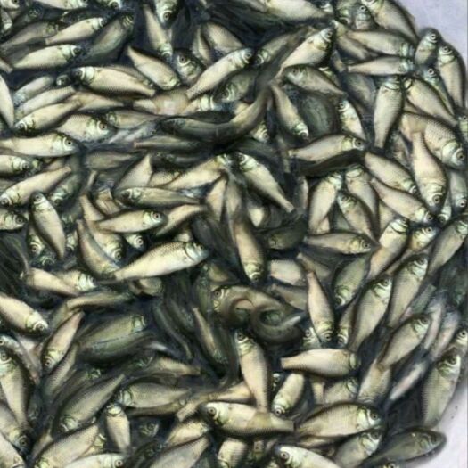 苍溪县高背鲫鱼苗
