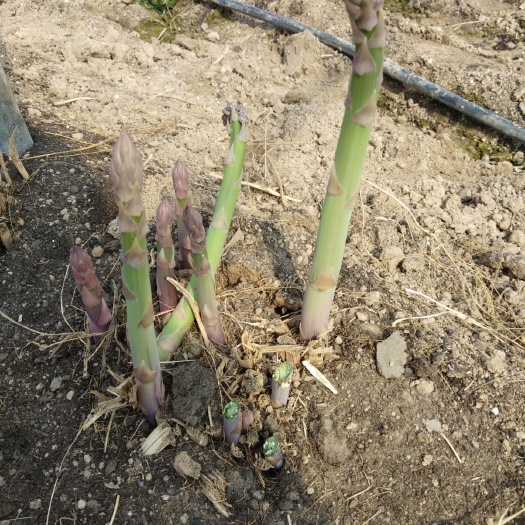 曹县芦笋苗 芦笋根芦笋根