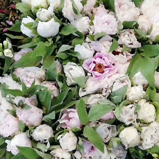 单县牡丹花 芍药鲜切花