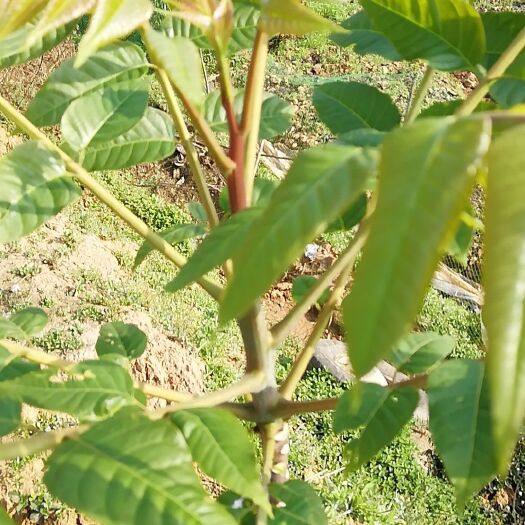 渠县红油香椿苗 2公分以下