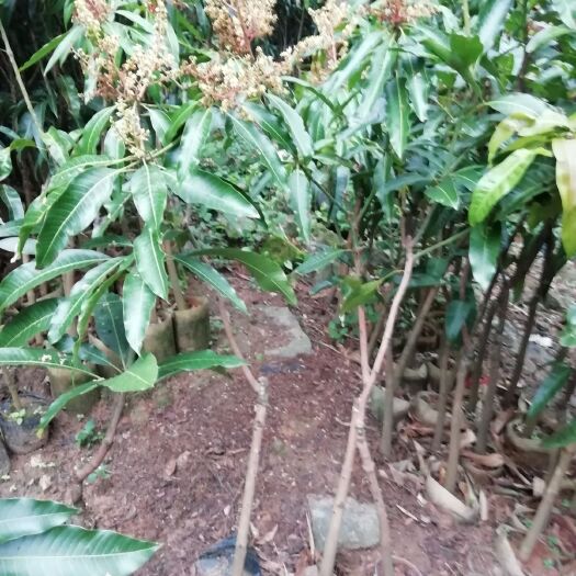 灵山县金煌芒果苗
