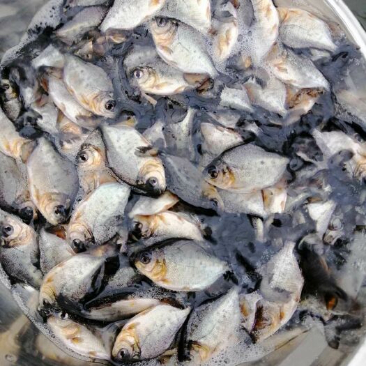 清远 杂食巨大淡水鲳鱼苗 严格挑选红、白鲳鱼 鱼苗批发