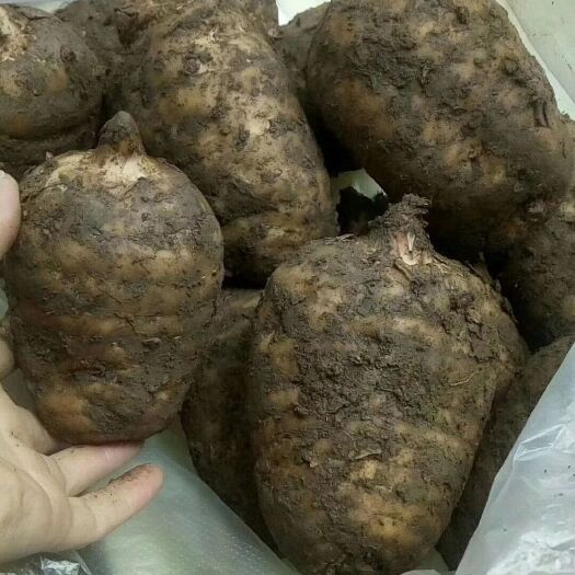 彝良县小草坝天麻