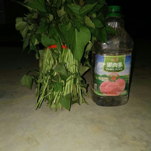 尉氏县徐薯18红薯苗 红薯苗徐薯18商薯19西瓜红龙薯9号烟薯25紫薯等优质品种