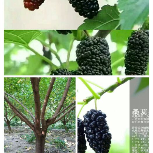 献县黑珍珠桑树苗