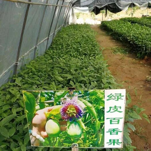 灵山县荔枝味百香果苗