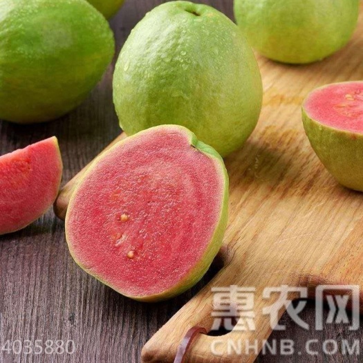 灵山县红心芭乐番石榴苗