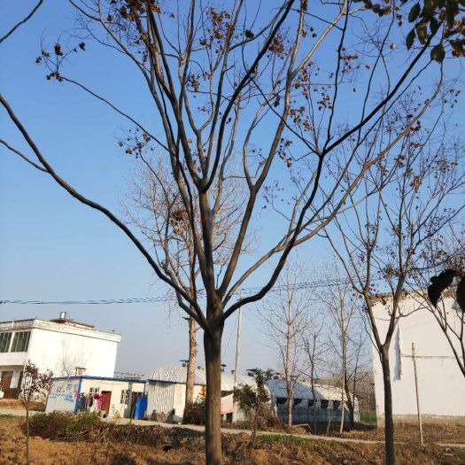 丰县栾树