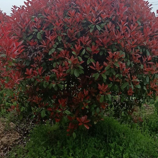 灌云县球花石楠