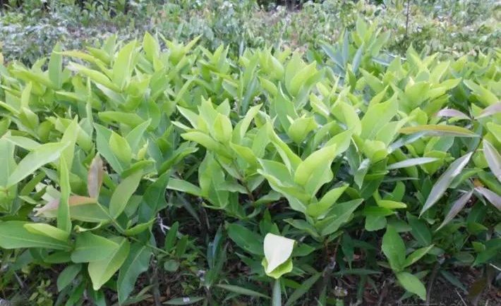 黑金刚莲雾苗 大叶红莲蓬树苗产量高适合南北方种植一棵包邮