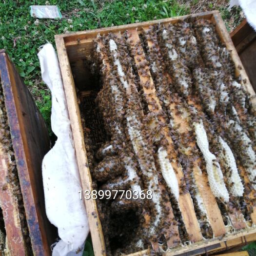 巩留县土蜂蜜 塑料瓶装 2年 
