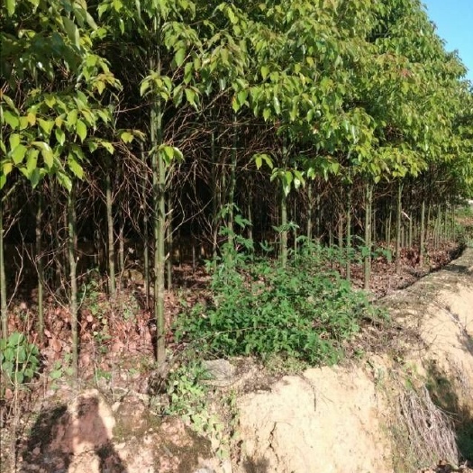 九江全冠香樟