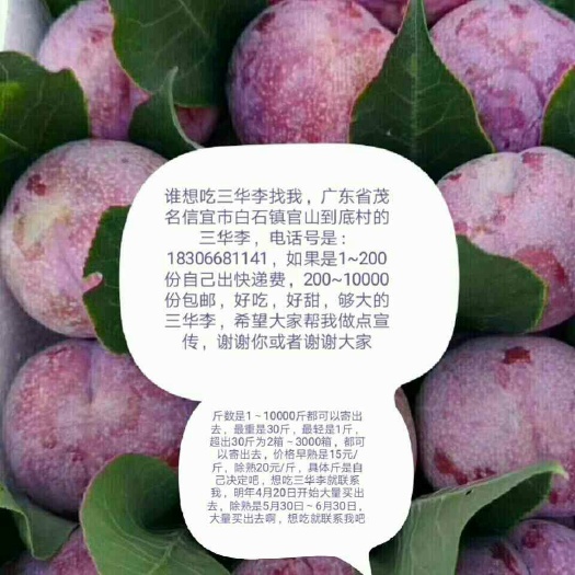 信宜市 丽晶三华李40-50mm又大又甜