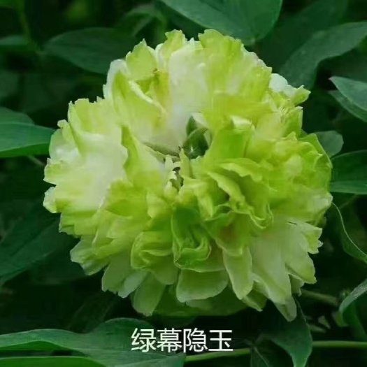 菏泽绿玉牡丹 0.5米以下 2cm以下 4cm以下