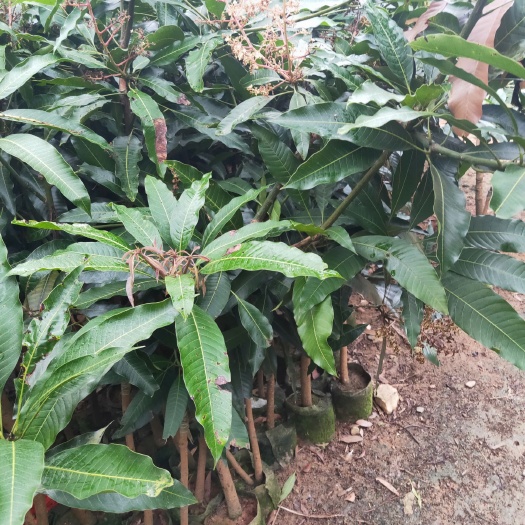灵山县桂七芒果苗
