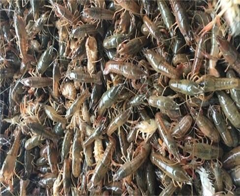 西充县 优质小龙虾种虾  虾苗