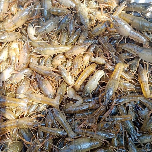 芜湖青虾苗